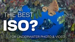 What Is The Best ISO For Underwater Photography & Video? 