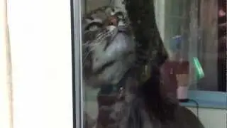 Norwegian Forest cat catching flies