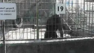 Dubai ZOO