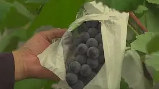 여긴 영월  귀농 포도편