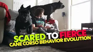 Cane Corso's Guarding Instinct Puppy to Adult