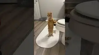 Funny video of cats being cats! #short#shorts#cats#funny#funnycats#funnyvideo#funnyshorts#funnypets