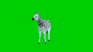 Zebra U green screen video footage free no copyright 