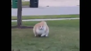 Fat cat runs - Толстый кот бежит - 猫