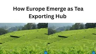How Europe emerge as leading tea exporting Hub | 