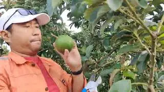 Buah alpokat di kebun mulai di panen