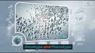 Genotype and Phenotype