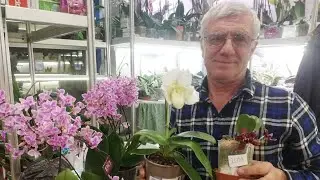 В этот зимний, холодный вечер я в гостях у Орхидейного Волшебника Николая / Торговый центр РМ