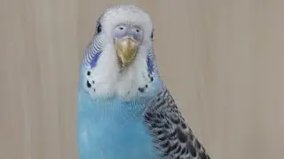 how to learn your bird recall training 🕊️