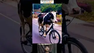 Respect😱💯|| Cow heavy driver   #shorts #respect