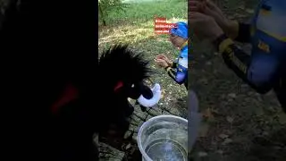Білка виявилась чоловічого роду...