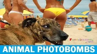 Greatest Animal Photobombs of All Time