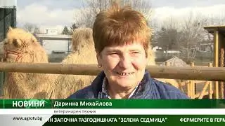 Мъжката камила Дарко чака булка, купена с дарения в зоопарка в Павликени
