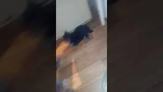 Йорики играют
