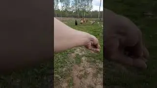 О пользе клещей.