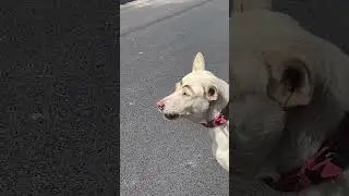 смешная собака