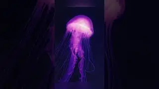 песня: медуза