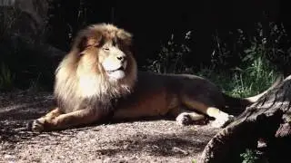 Polar Bear, Elephants & Lion at the St. Louis Zoo (Sony FS5)