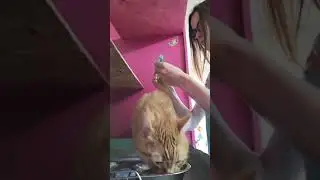 Укол инсулина коту