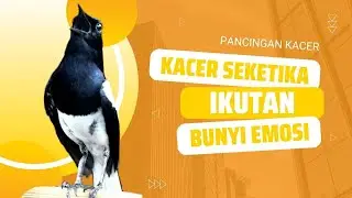 KACER LAWAN LANGSUNG EMOSI NYAMBER IKUT GACOR KONSLET !! PANCINGAN KACER GACOR ISIAN KASAR