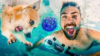 I'm switching careers... Underwater Dog Photographer
