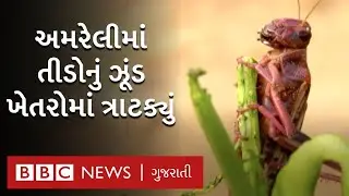 Locust Attack: Gujarat ના Amreli માં તીડનો હુમલો, લાખો રૂપિયાના પાકનો સફાયો (BBC GUJARATI)