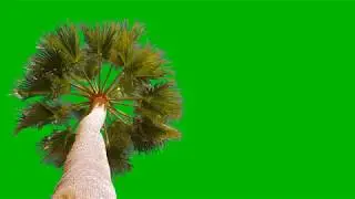 Green Screen Palm Tree 1080  HD