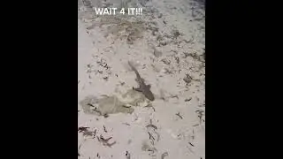 Барракуда нападает на акулу