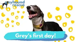 Greyhound Rescue - Your grey's first day