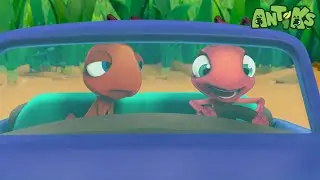 Formula Ants | ANTIKS |Funny Cartoons For All The Family!