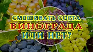 Какие сорта винограда нельзя смешивать при изготовлении вина | Ответы на вопросы