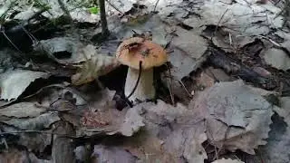 Белые грибы самые лучшие грибы