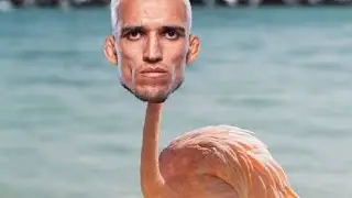 Charlie Olives fighting like a violent flamingo from the favelas