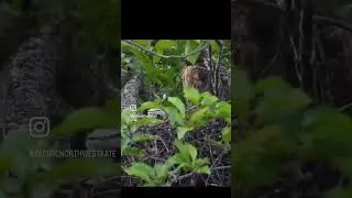 Red tailed hawk and her baby - 9 June 2023 in delta bc Canada 