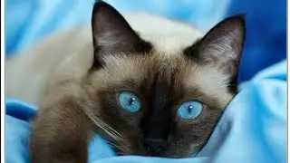 Кот смотрит хоккей
NHL