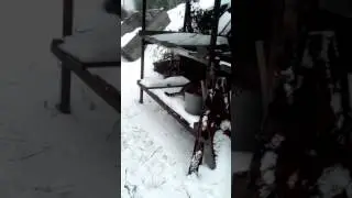 Mating of cats. Cat calls his bride