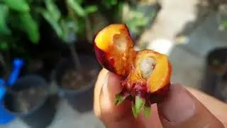 San Diego tropical fruit trees   California tropical fruit trees