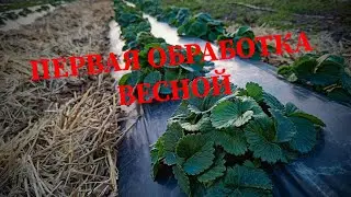 КЛУБНИКА первая обработка весной 🍓