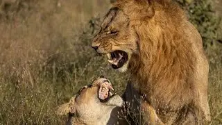 Lionesses of the North attack Pretty Boy ll - Lion Fighting