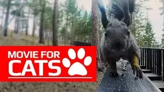 MOVIE FOR CATS - 🐿️ HUNGRY SQUIRREL (ENTERTAINMENT VIDEOS FOR CATS TO WATCH)