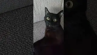 балдеет кот #cat #music #кот