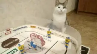 Не ВЫБРАСЫВАЙТЕ ШАЙБУ!!!.Кот играет в хоккей.