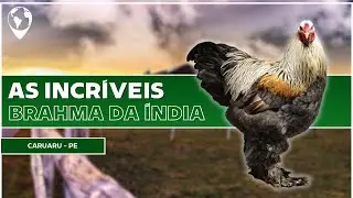 He chose the Brahma breed and has the best Brahma chickens I've ever seen
