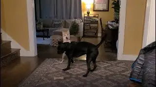 Shiba Inu Play Tactics