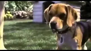 Cats & Dogs  Official Trailer!