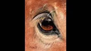 Horse Eye Pastel Demo