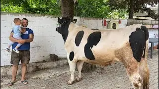 850-Kilogram Sacrificial Animal Bargain