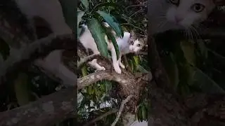 Meow Meow Meri Sakhi❤️✨#viral #trending #catvideos #shorts #youtubeshorts #billi #funnycatvideos