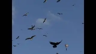 Песнь Харона (клип)  /  БГ / АквариуМ