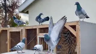 25 Mile Road Training: 2022 Racing Pigeon Long Distance Race